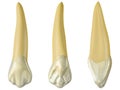 Maxillary canine tooth in the buccal, palatal and lateral views. Realistic 3d illustration of maxillary canine tooth