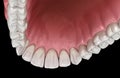 Maxillary human gum and teeth. Medically accurate tooth illustration