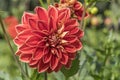 `maxim` red orange blossoming decorative dahlia, Stuttgart