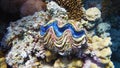 The maxima clam, marine life Royalty Free Stock Photo