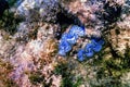 Maxima clam Tridacna maxima Underwater Royalty Free Stock Photo