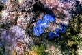 Maxima clam Tridacna maxima Underwater Royalty Free Stock Photo