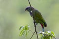 Maximiliaanmargrietje, Scaly-headed Parrot, Pionus maximiliani Royalty Free Stock Photo