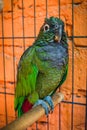 Maximilian`s Pionus aka Scaly-headed Pionus, a green parrot with red undertail from south america Royalty Free Stock Photo
