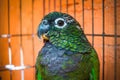 Maximilian`s Pionus aka Scaly-headed Pionus, a green parrot with red undertail from south america Royalty Free Stock Photo