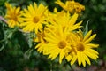 Maximilian Sunflower on a bright, sunny day.