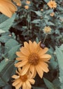 Maximilian sunflower and little snail