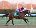 Maximum Security wins the 2019 Cigar Mile Stakes