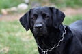 Maxwell H Aquaman Male Black Lab Stock Photo by ZDS Royalty Free Stock Photo