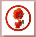 May 9. Banner for Victory Day. Symbolic red poppy on a white background. Vector illustration. Victory day poster. Poppy flower Royalty Free Stock Photo