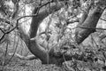 Three Century Live Oak Tree Atlantic Beach NC Royalty Free Stock Photo