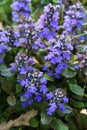 Ajuga covers the ground with sweet purple blooms