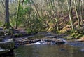 May Beck River Tumbling through the Great Wood near Falling Foss