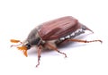 May beetle Royalty Free Stock Photo
