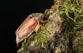 May beetle on bark with moss Royalty Free Stock Photo