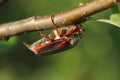 May beetle bug crawling along an apple tree branch. Cockchafer Melolontha. Royalty Free Stock Photo