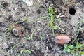 May beetle Common Cockchafer or May Bug Melolontha melolontha coming out of the ground.