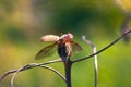 may beetle flies Royalty Free Stock Photo