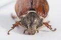 May beetle. High resolution image.