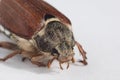 May beetle. High resolution image.