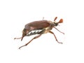 May beetle isolated on white background Royalty Free Stock Photo