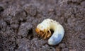 May beetle larva