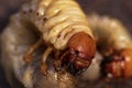 Larvae of dung beetle close-up. May beetle larvae