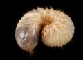 May beetle larvas, lat. Melolontha , Phyllophaga, isolated on black background