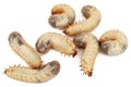May beetle larvas, lat. Melolontha , Phyllophaga, isolated on white background Royalty Free Stock Photo