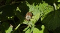 May beetle macro. June bug on green leaf closeup Royalty Free Stock Photo