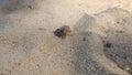 A May beetle (Melolontha) has landed on the sandy bank of the river and is moving along it clinging to the grains of sand with its