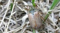 may beetle climbed on last year`s grass