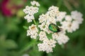 May beetle on white flower on green grass background