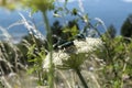 May beetles and bees pollinate white yarrow around the road in the Troyan balkan
