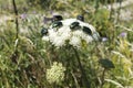 May beetles and bees pollinate white yarrow around the road in the Troyan balkan. An incredibly beautiful place in the mountains