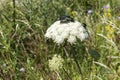 May beetles and bees pollinate white yarrow around the road in the Troyan balkan. An incredibly beautiful place in the mountains