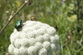 May beetles and bees pollinate white yarrow around the road in the Troyan balkan. An incredibly beautiful place in the mountains w