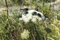 May beetles and bees pollinate white yarrow around the road in the Troyan balkan. An incredibly beautiful place in the mountains w