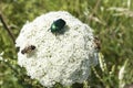 May beetles and bees pollinate white yarrow around the road in the Troyan balkan. An incredibly beautiful place in the mountains w