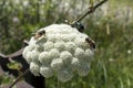 May beetles and bees pollinate white yarrow around the road in the Troyan balkan. An incredibly beautiful place in the mountains w