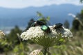 May beetles and bees pollinate white yarrow around the road in the Troyan balkan. An incredibly beautiful place in the mountains w