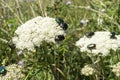 May beetles and bees pollinate white yarrow around the road in the Troyan balkan. An incredibly beautiful place in the mountains w