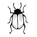 May beetles, or May beetles, line vector drawingvector drawing, line vector drawing. Naturalness of nature, beautiful