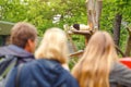 People visitors at the zoo are watching a giant panda lying asleep on a tree