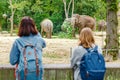 Two girls friends students watching at elephant family feeding in the zoo