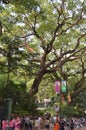 the big tree , sie by the Haiphong Road , hk 2013 May 11