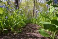May Bluebell Forest Pathway Royalty Free Stock Photo