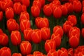 May in the botanical garden, red tulips in full bloom, close-up