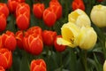 May in the botanical garden, tulips in full bloom, close-up