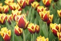 May in the botanical garden, tulips in full bloom, close-up